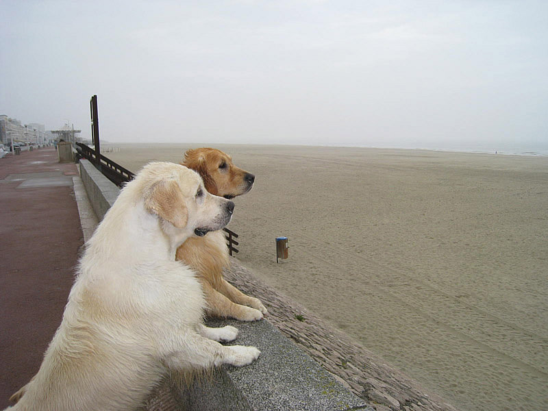 d'Jack & Benji sur la page du Touquet